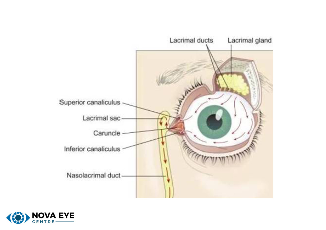 Diagram of an eye highlighting the lacrimal system.